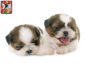 Mehr über den Artikel erfahren Shih Tzu Züchter und Welpen in Olpe