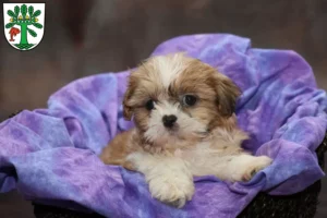 Mehr über den Artikel erfahren Shih Tzu Züchter und Welpen in Oranienburg