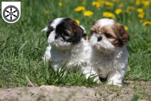 Mehr über den Artikel erfahren Shih Tzu Züchter und Welpen in Osnabrück