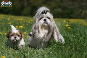 Mehr über den Artikel erfahren Shih Tzu Züchter und Welpen in Osterholz-Scharmbeck