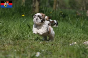 Mehr über den Artikel erfahren Shih Tzu Züchter und Welpen in Ostfriesland