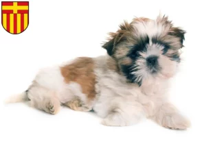 Mehr über den Artikel erfahren Shih Tzu Züchter und Welpen in Paderborn