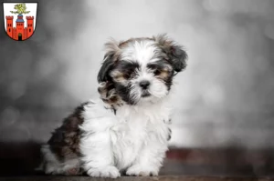 Mehr über den Artikel erfahren Shih Tzu Züchter und Welpen in Pirmasens
