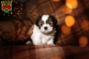 Mehr über den Artikel erfahren Shih Tzu Züchter und Welpen in Pirna