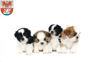 Mehr über den Artikel erfahren Shih Tzu Züchter und Welpen in Prenzlau
