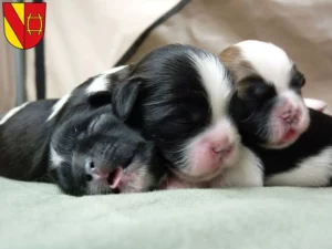 Mehr über den Artikel erfahren Shih Tzu Züchter und Welpen in Rastatt