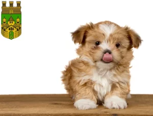Mehr über den Artikel erfahren Shih Tzu Züchter und Welpen in Recklinghausen