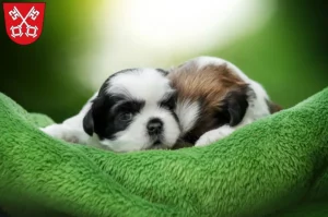Mehr über den Artikel erfahren Shih Tzu Züchter und Welpen in Regensburg