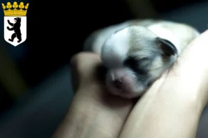 Mehr über den Artikel erfahren Shih Tzu Züchter und Welpen in Reinickendorf