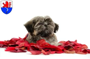 Mehr über den Artikel erfahren Shih Tzu Züchter und Welpen in Remscheid