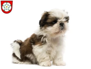 Mehr über den Artikel erfahren Shih Tzu Züchter und Welpen in Rosenheim