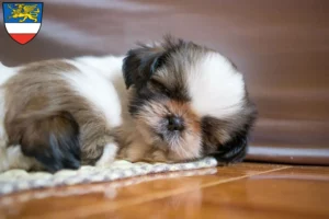 Mehr über den Artikel erfahren Shih Tzu Züchter und Welpen in Rostock