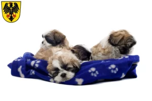 Mehr über den Artikel erfahren Shih Tzu Züchter und Welpen in Rottweil