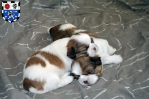 Mehr über den Artikel erfahren Shih Tzu Züchter und Welpen in Saarbrücken