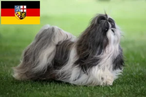 Mehr über den Artikel erfahren Shih Tzu Züchter und Welpen im Saarland