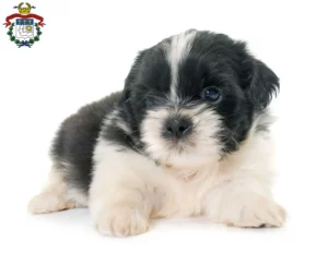 Mehr über den Artikel erfahren Shih Tzu Züchter und Welpen in Saarlouis