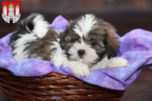 Mehr über den Artikel erfahren Shih Tzu Züchter und Welpen in Salzburg