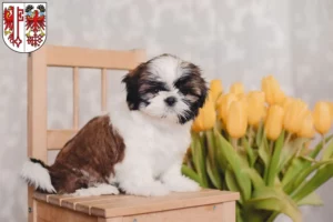 Mehr über den Artikel erfahren Shih Tzu Züchter und Welpen in Salzwedel