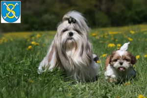 Mehr über den Artikel erfahren Shih Tzu Züchter und Welpen in Sangerhausen