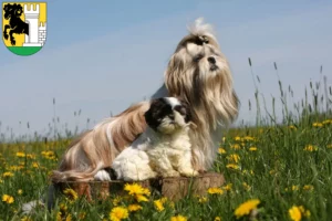 Mehr über den Artikel erfahren Shih Tzu Züchter und Welpen in Schaffhausen