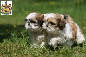 Mehr über den Artikel erfahren Shih Tzu Züchter und Welpen in Schleiz