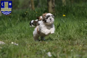 Mehr über den Artikel erfahren Shih Tzu Züchter und Welpen in Schleswig