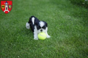Mehr über den Artikel erfahren Shih Tzu Züchter und Welpen in Schwabach