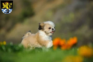 Mehr über den Artikel erfahren Shih Tzu Züchter und Welpen in Schwandorf
