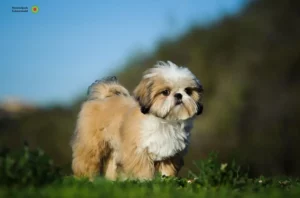 Mehr über den Artikel erfahren Shih Tzu Züchter und Welpen im Schwarzwald