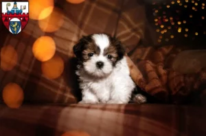 Mehr über den Artikel erfahren Shih Tzu Züchter und Welpen in Siegen