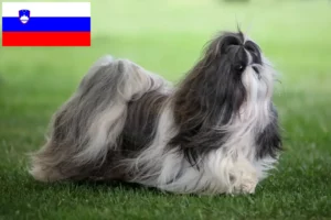 Mehr über den Artikel erfahren Shih Tzu Züchter und Welpen in Slowenien