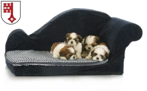 Mehr über den Artikel erfahren Shih Tzu Züchter und Welpen in Soest