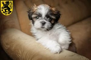 Mehr über den Artikel erfahren Shih Tzu Züchter und Welpen in Sonneberg
