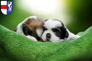 Mehr über den Artikel erfahren Shih Tzu Züchter und Welpen in St. Pölten