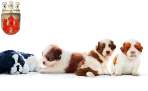 Mehr über den Artikel erfahren Shih Tzu Züchter und Welpen in Stadthagen