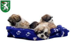 Mehr über den Artikel erfahren Shih Tzu Züchter und Welpen in Steyr