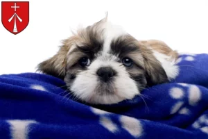 Mehr über den Artikel erfahren Shih Tzu Züchter und Welpen in Stralsund