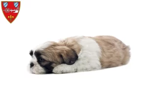 Mehr über den Artikel erfahren Shih Tzu Züchter und Welpen in Straubing