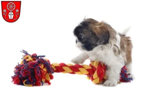 Mehr über den Artikel erfahren Shih Tzu Züchter und Welpen in Tauberbischofsheim