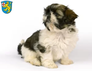 Mehr über den Artikel erfahren Shih Tzu Züchter und Welpen in Taunusstein