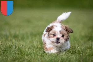 Mehr über den Artikel erfahren Shih Tzu Züchter und Welpen im Tessin