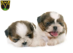 Mehr über den Artikel erfahren Shih Tzu Züchter und Welpen in Traunstein