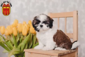Mehr über den Artikel erfahren Shih Tzu Züchter und Welpen in Tübingen