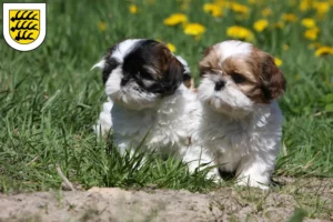 Mehr über den Artikel erfahren Shih Tzu Züchter und Welpen in Tuttlingen