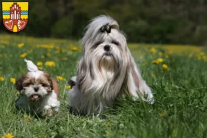 Mehr über den Artikel erfahren Shih Tzu Züchter und Welpen in der Uckermark