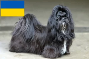 Mehr über den Artikel erfahren Shih Tzu Züchter und Welpen in der Ukraine