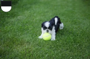 Mehr über den Artikel erfahren Shih Tzu Züchter und Welpen in Ulm