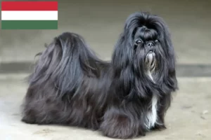 Mehr über den Artikel erfahren Shih Tzu Züchter und Welpen in Ungarn