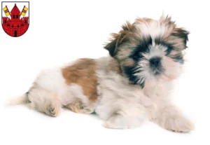 Mehr über den Artikel erfahren Shih Tzu Züchter und Welpen in Unna