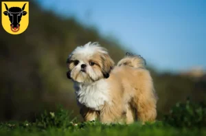 Mehr über den Artikel erfahren Shih Tzu Züchter und Welpen in Uri